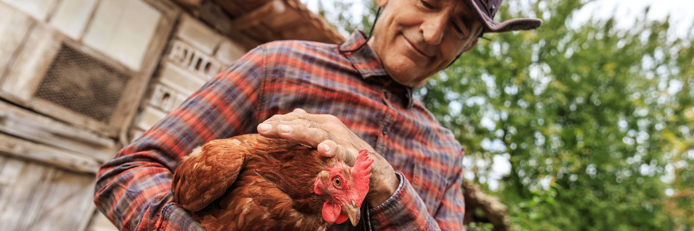 welfare focus for poultry