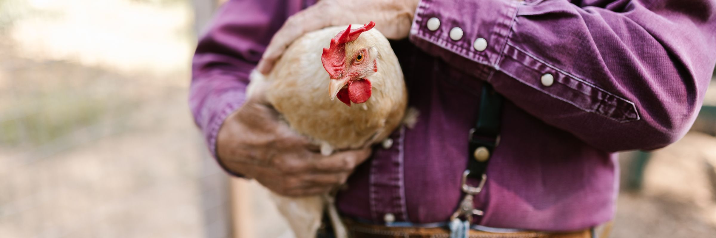 How LAPS® Supports Higher Welfare Certifications in Poultry Processing