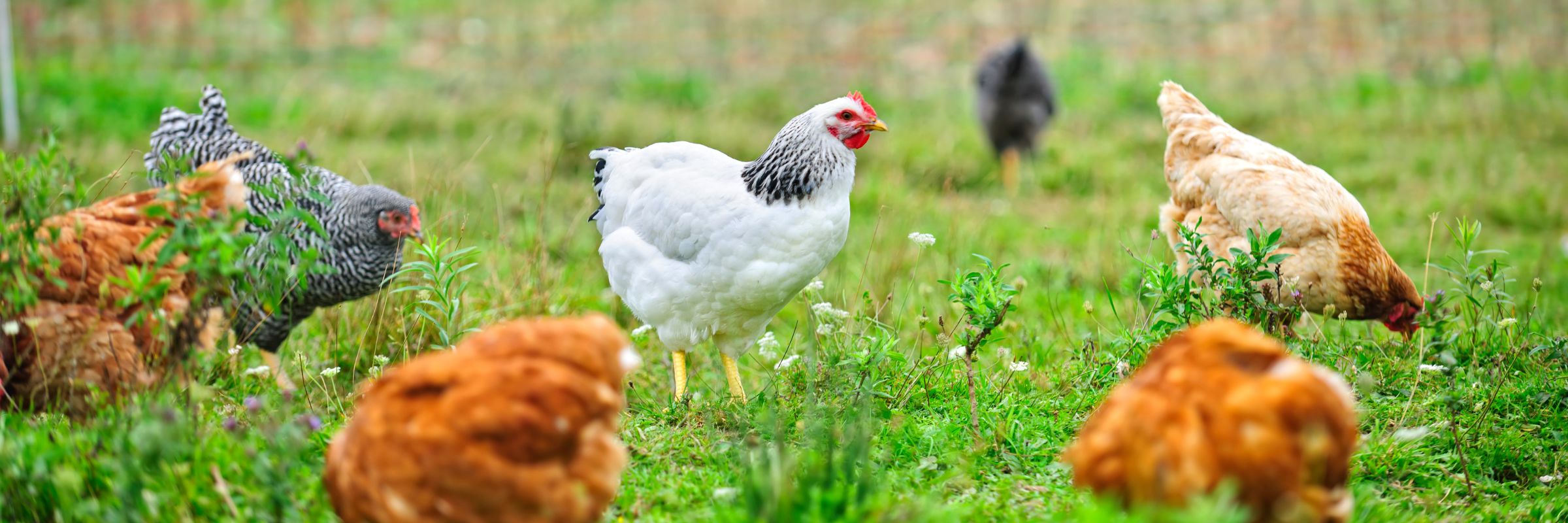 high welfare free range chickens
