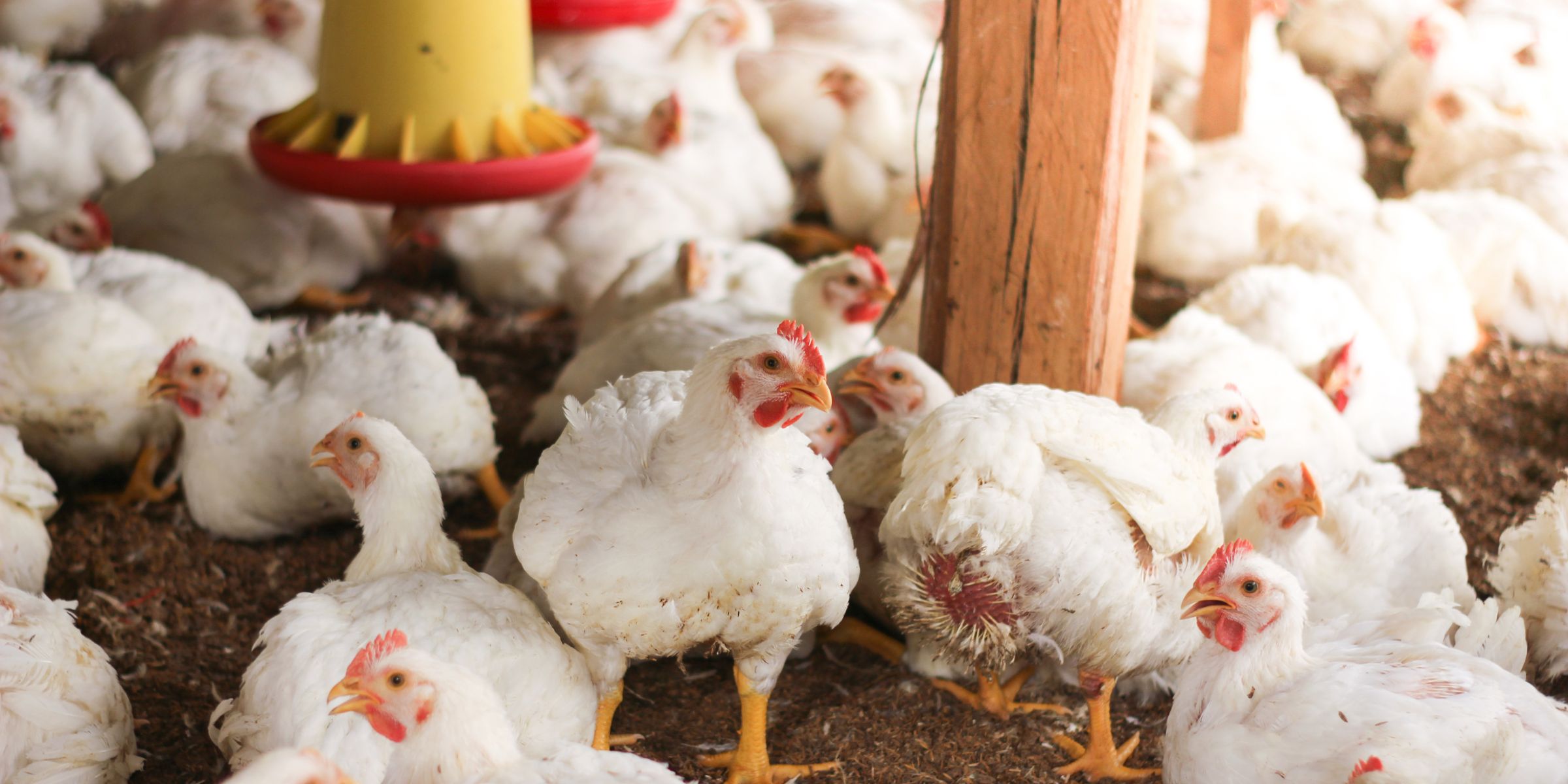 Beyond CO₂ and Other Gas Systems: A Strategic Alternative for Poultry Stunning