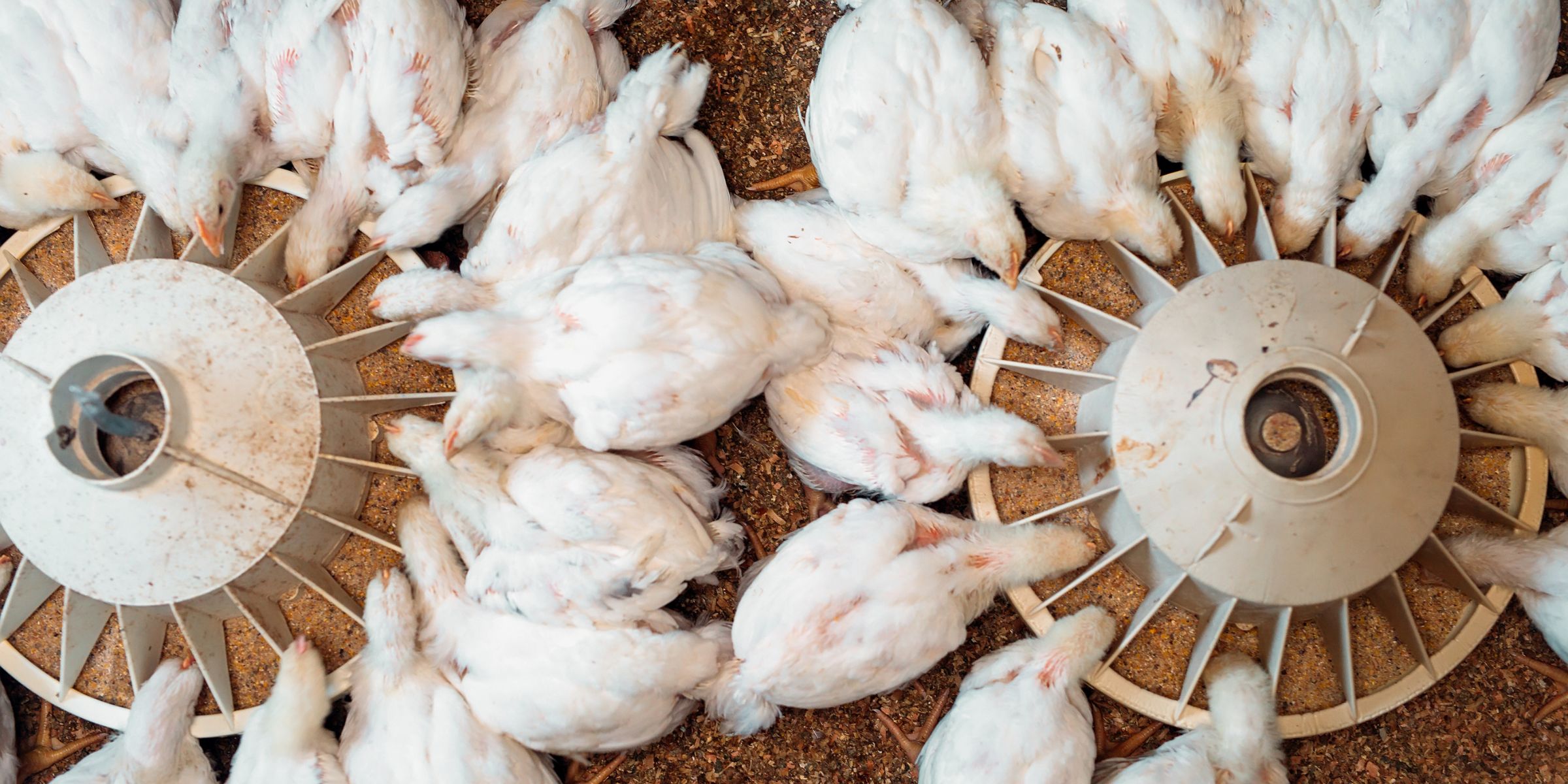 broiler chickens feeding